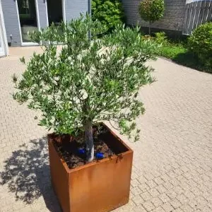 Vierkante plantenbank cortenstaal 100x100x80cm Lage Kosten