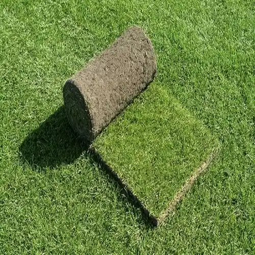 Graszoden Queen's Grass Schaduwgras Gereduceerde Prijs