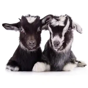 Noordwand Farmlife Behangposter geitjes - 3750046 Direct Beschikbaar