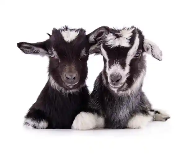 Noordwand Farmlife Behangposter geitjes - 3750055 Gratis Retour