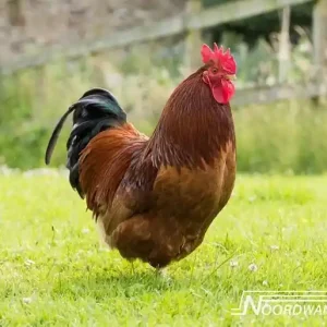Noordwand Farmlife Behangposter haan - 3750069 Bestseller
