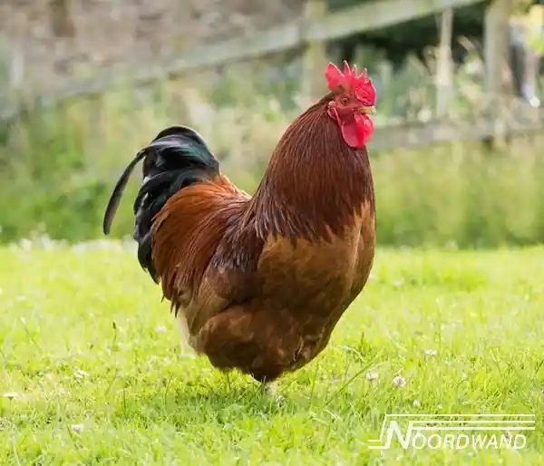 Noordwand Farmlife Behangposter haan - 3750069 Bestseller