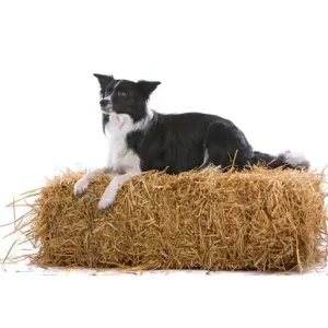 Noordwand Farmlife Behangposter hond op het stro - 3750054 Weekendaanbieding