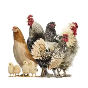 Noordwand Farmlife Behangposter kippen - 3750044 Meest Verkocht