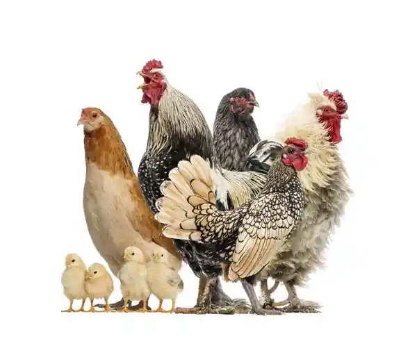 Noordwand Farmlife Behangposter kippen - 3750044 Meest Verkocht