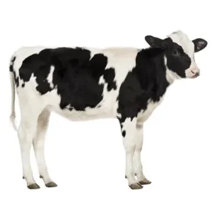 Noordwand Farmlife Behangposter koe - 3750051 Koop Vandaag