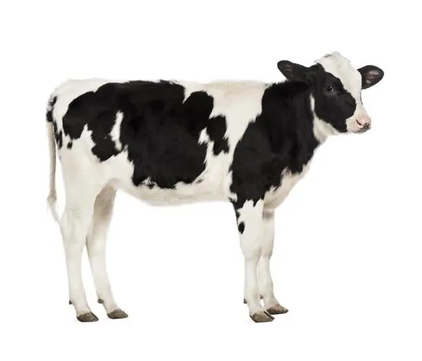 Noordwand Farmlife Behangposter koe - 3750051 Koop Vandaag