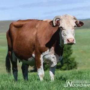 Gereduceerde Prijs Noordwand Farmlife Behangposter koe - 3750063