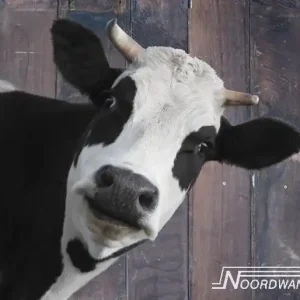 Noordwand Farmlife Behangposter koe - 3750065 Voordeelprijs