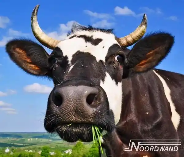 Noordwand Farmlife Behangposter koe - 3750067 Bestseller