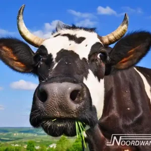 Noordwand Farmlife Behangposter koe - 3750076 Gecertificeerd