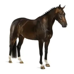 Noordwand Farmlife Behangposter zwart paard - 3750048 Shop Nu
