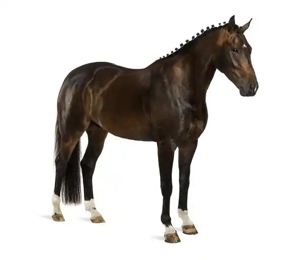 Noordwand Farmlife Behangposter zwart paard - 3750048 Shop Nu