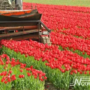 Noordwand Farmlife Fotobehang tulpen - 3750003 Beperkte Voorraad