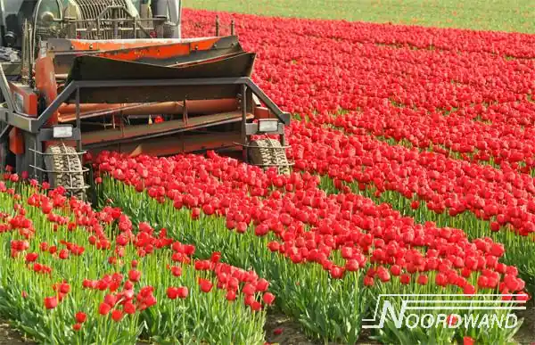 Noordwand Farmlife Fotobehang tulpen - 3750003 Beperkte Voorraad