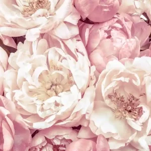 Weekendaanbieding Noordwand Komar Colours Fotobehang Peonies - XXL4-091