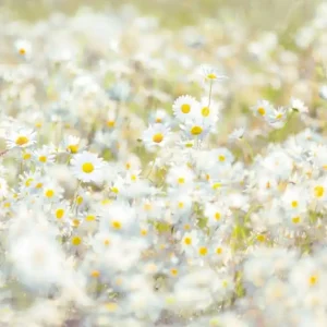 Komar Home; Komar Colours Fotobehang Daisies - 8-994 Rechtstreeks Van De Fabrikant