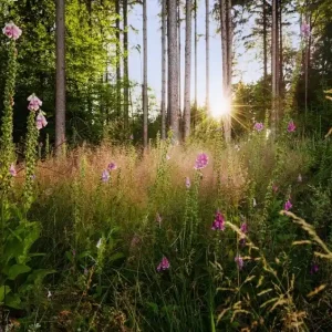 Fabrieksprijs Komar Home; Komar Colours Fotobehang Summer Glade - X7-1005