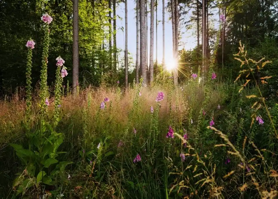 Fabrieksprijs Komar Home; Komar Colours Fotobehang Summer Glade - X7-1005