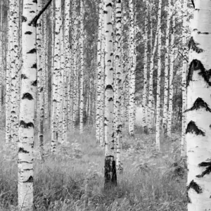 Hoge Kwaliteit Komar Home; Komar Colours Fotobehang Woods - XXL4-023