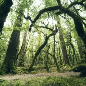 Nieuw Noordwand Komar Stefan Hefele Fotobehang Ancient Green - SHX9-104