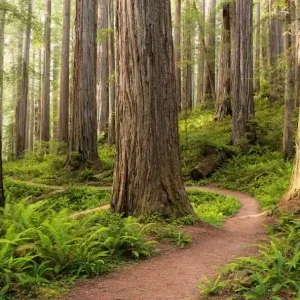 Laatste Versie Komar Stefan Hefele; Komar Wanderlust Fotobehang Redwood Trail - SHX9-077