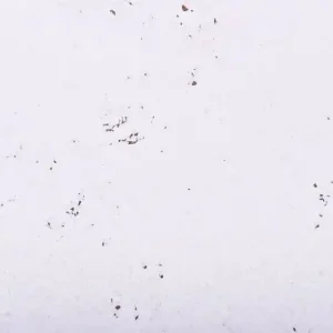 Goedkoop Kurk Kurk Tegel Snow 3 mm dik - 2096