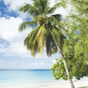 Noordwand Smart Art Easy Fotobehang palmboom strand 47269 Speciale Aanbieding